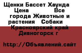 Щенки Бассет Хаунда  › Цена ­ 25 000 - Все города Животные и растения » Собаки   . Красноярский край,Дивногорск г.